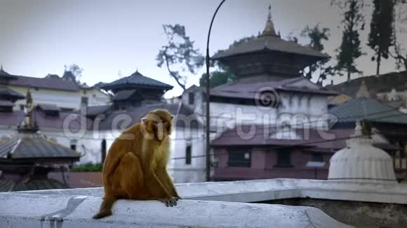 尼泊尔加德满都普什帕提纳寺坐在墙上的猴子视频的预览图