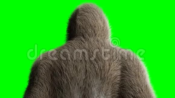 有趣的棕色大猩猩无所事事超级逼真的皮毛和头发绿屏4K动画视频的预览图