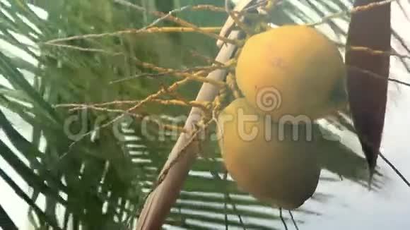 棕榈树上的椰子随风摇曳视频的预览图