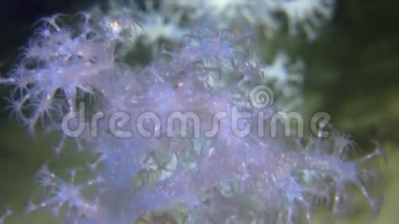 独特的软珊瑚水下在白海视频的预览图