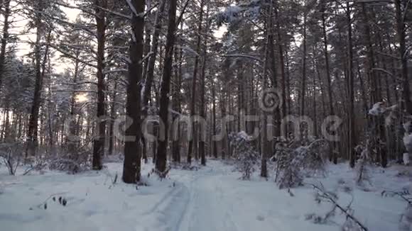 冬日森林里夕阳从松树树干上流下来视频的预览图