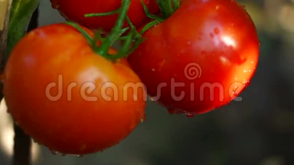 有机番茄在我的花园雨后倾斜视频的预览图