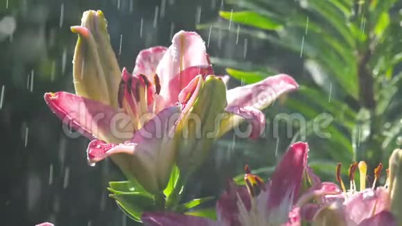 粉红百合花下雨视频的预览图