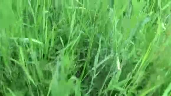 草地上的绿茵场上的主观镜头视频的预览图