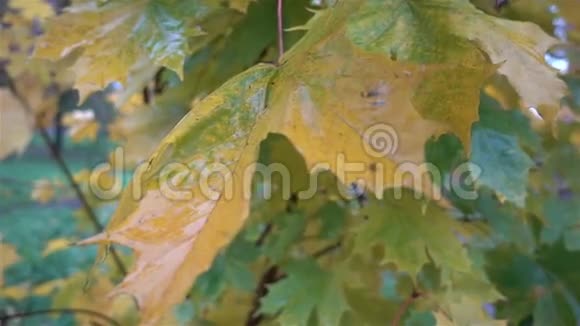秋天的黄叶雨后湿润视频的预览图