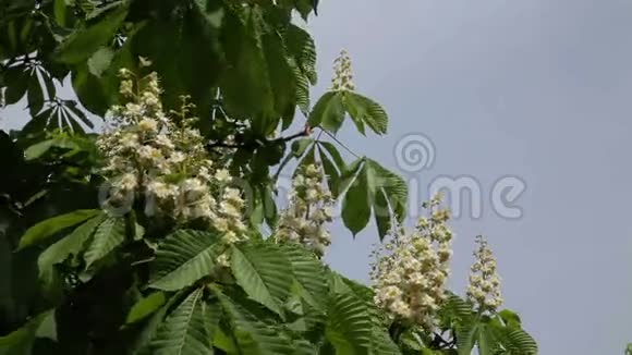 开花的栗子春花盛开的栗子树股票录像视频的预览图
