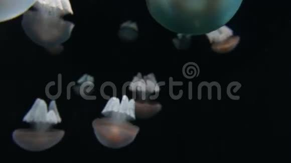 桶状水母根瘤视频的预览图
