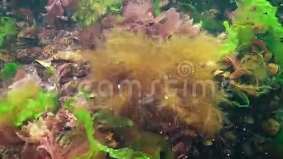 海底的绿藻红藻和褐藻在风暴中摆动视频的预览图