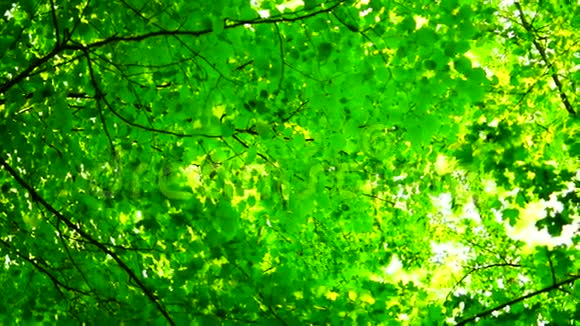 森林树木背景微风荒野八月旋转视频的预览图