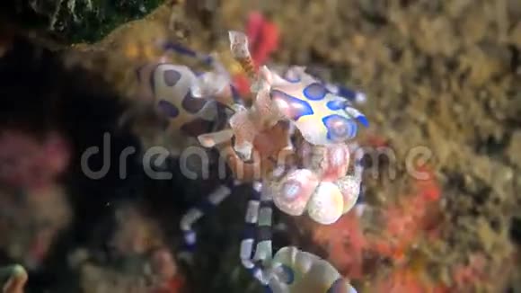 一只虾正在吃食物视频的预览图
