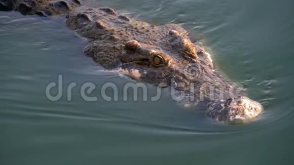 绿色沼泽水中鳄鱼游泳的头泥泞的沼泽河泰国亚洲视频的预览图
