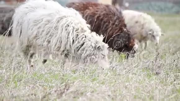 绵羊吃草第一片春草视频的预览图