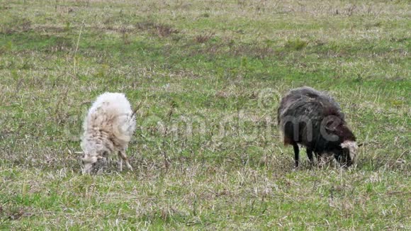 绵羊吃草第一片春草视频的预览图