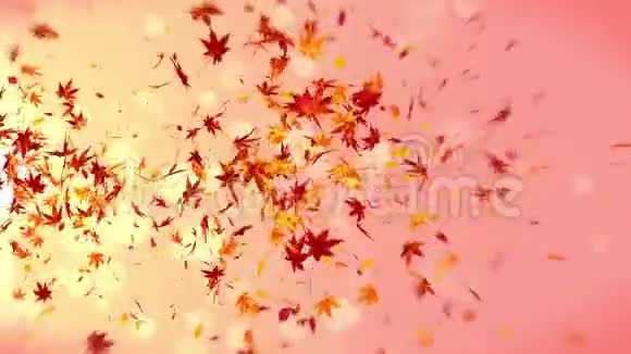 秋天的叶子落在橙色的背景上美丽的枫叶循环闪光动画视频的预览图