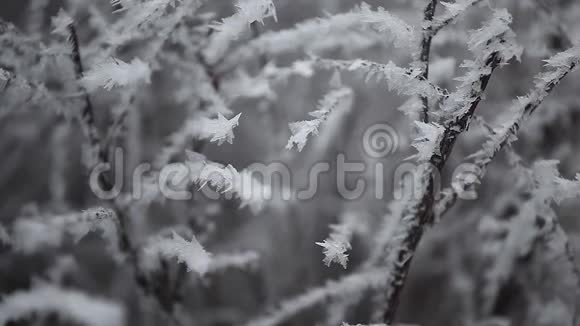 冬季森林冻结树高清镜头视频的预览图