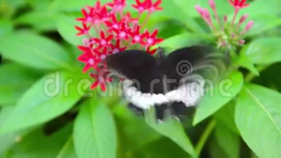 红伊索拉上的黑白海伦蝴蝶视频的预览图