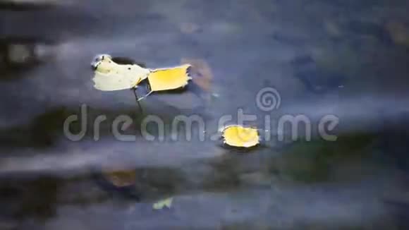 秋天的叶子漂浮在池塘的表面视频的预览图