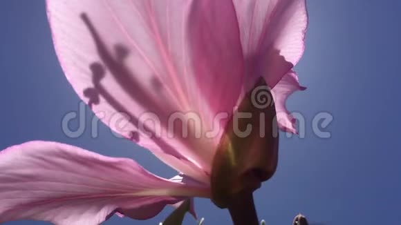 洋紫荆香港兰花树春天在夏威夷考艾岛的凯卡哈视频的预览图