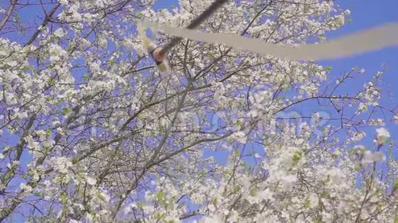 园丁用喷雾剂喷洒开花的果树以防植物病虫害使用带有杀虫剂的手动喷雾器视频的预览图