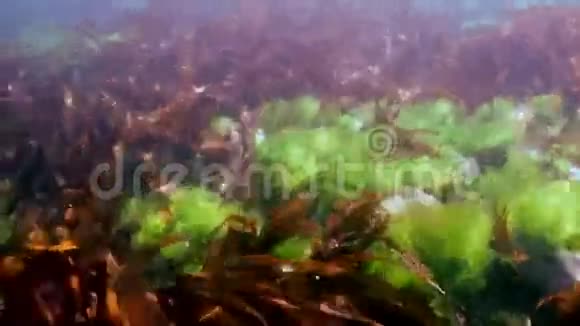 厚厚的棕色草地海底的海藻视频的预览图