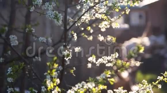 一棵盛开的树的枝条的春天背景视频的预览图