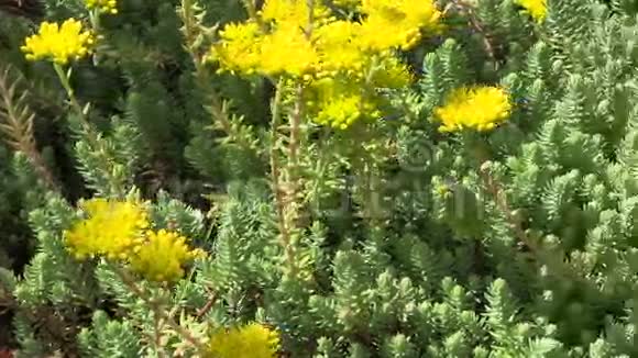 黄花多汁植物花卉在园林中生长视频的预览图