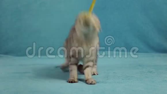 有趣的猫在玩小玩具兔子视频的预览图