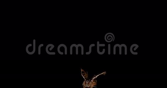 长眼猫头鹰成年飞行者法国诺曼底视频的预览图