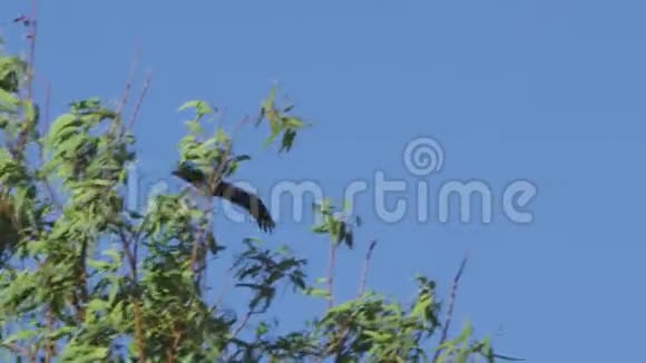 鹰在蓝天上飞翔视频的预览图