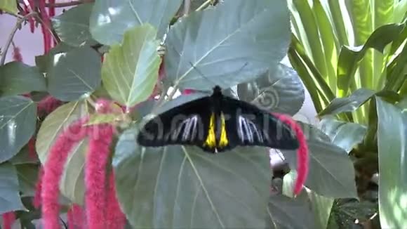 大自然音乐学院的蝴蝶视频的预览图