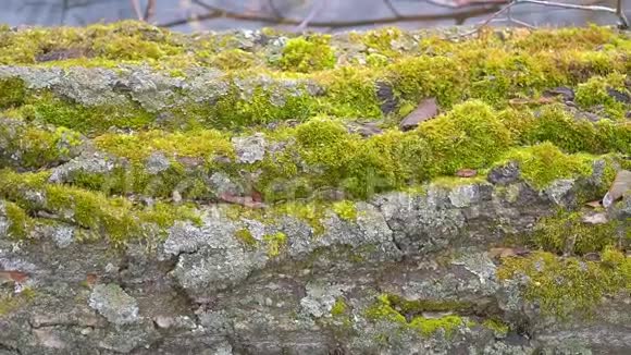 树干上的绿色苔藓生长视频的预览图