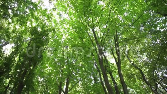 森林里的树冠视频的预览图