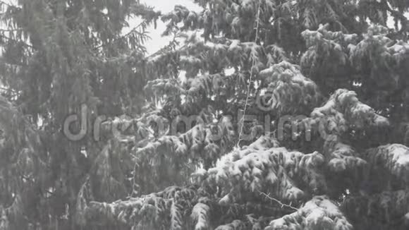 针叶树和大雪视频的预览图