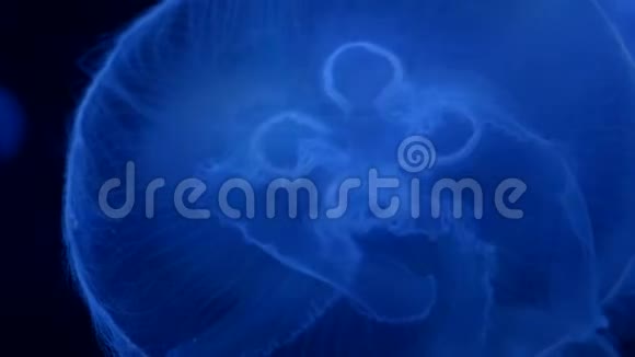 深蓝色海洋中的水母明亮的照度视频的预览图