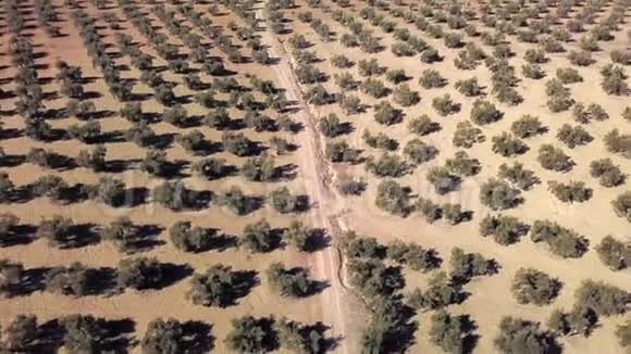 亚恩附近的4k橄榄树视频的预览图