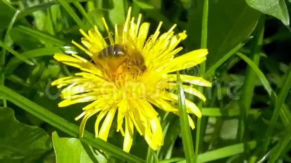 蜜蜂从花中收集花粉视频的预览图