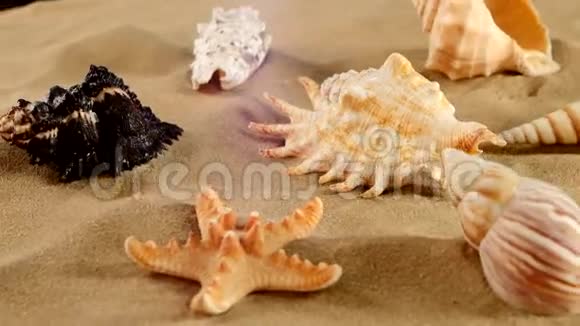 美丽的不同的贝壳和海星视频的预览图