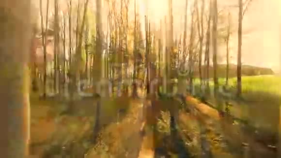 飞槽林树夕阳余晖视频的预览图