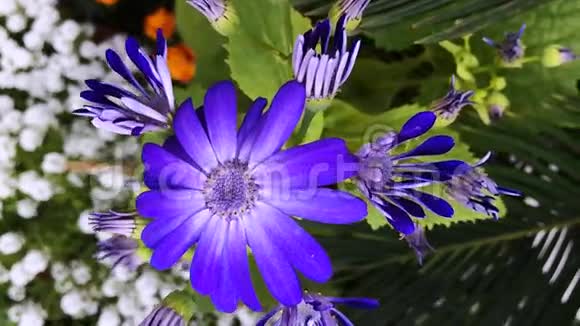 印度北方邦阿格拉的一朵紫花视频的预览图