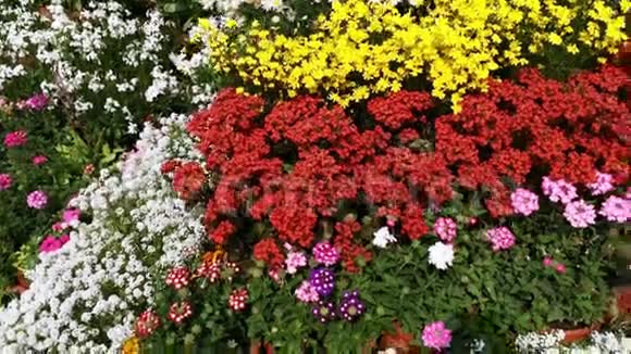 印度北方邦阿格拉植物苗圃中的各种花卉视频的预览图