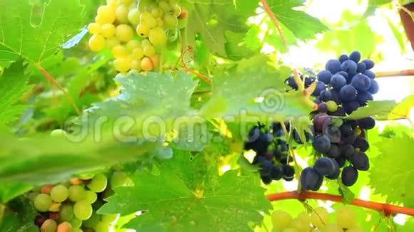 成熟的葡萄酒葡萄和早晨的阳光高清高清视频的预览图
