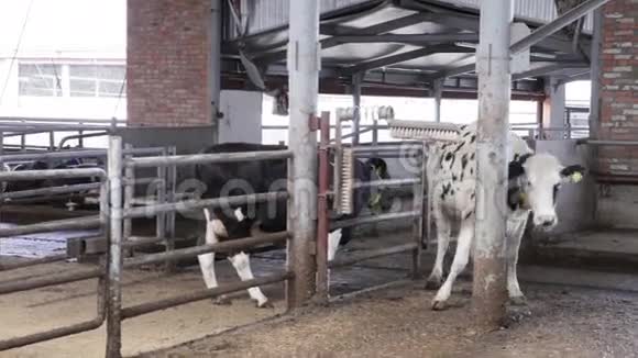 牛在谷仓附近被抓着抓痕视频的预览图