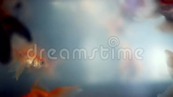 柔软专注美丽的金鱼游泳视频的预览图