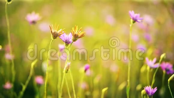 草地上有野花的乡村景观美丽的春天背景视频的预览图