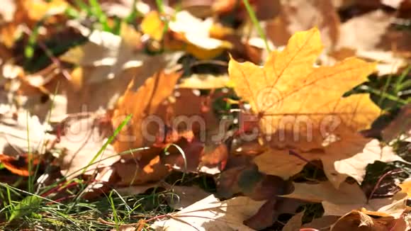五颜六色的落叶在草地上视频的预览图