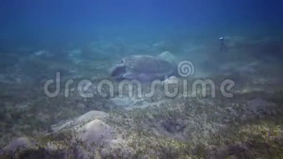 玳瑁覆瓦龟或绿海龟海龟海龟在海床上吃海草视频的预览图