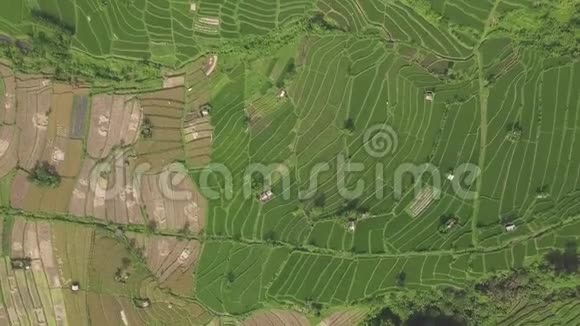 绿化稻田空中景观在印度尼西亚巴厘岛的梯田上种植水稻农业和视频的预览图