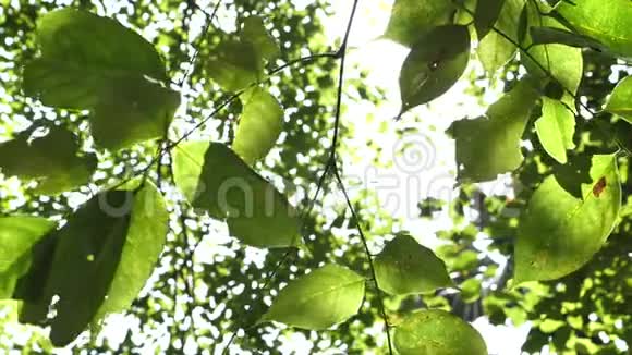 绿叶和植物视频的预览图