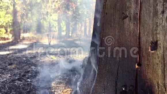 在森林里抽烟慢动作烧松视频的预览图