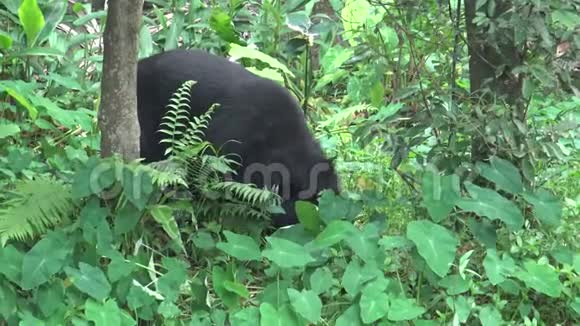 一只成年的福沙黑熊在炎热的夏天漫步森林视频的预览图